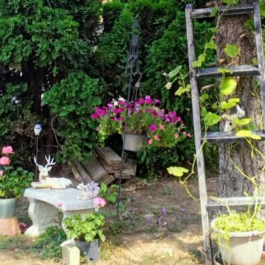 Verna's garden
