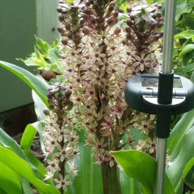 Pineapple Lily (Species) Two-coloured Pineapple Lily