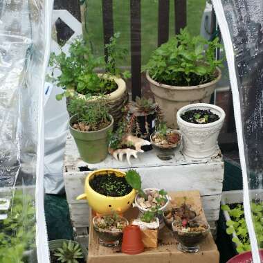 Verna's garden