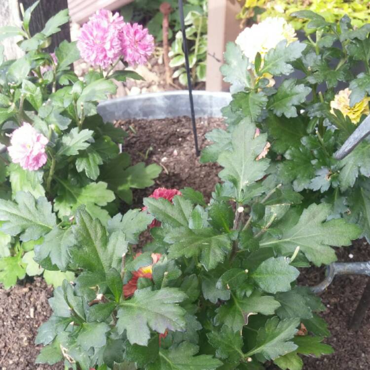 Plant image Chrysanthemum 'Branroyal Purple'