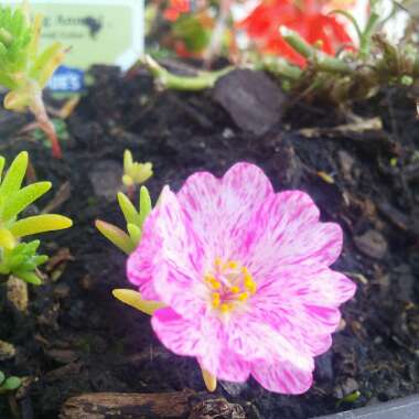 Verna's garden