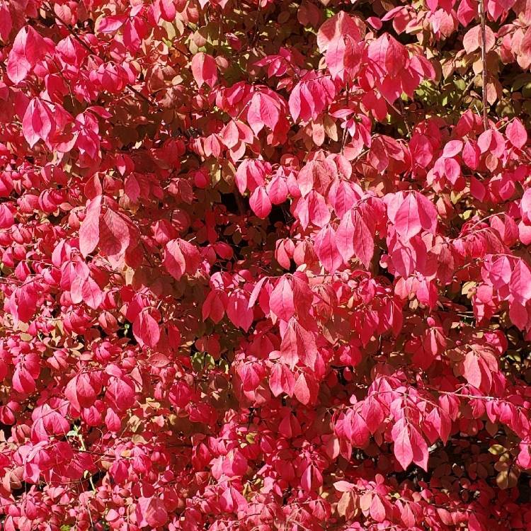 Plant image Euonymus alatus