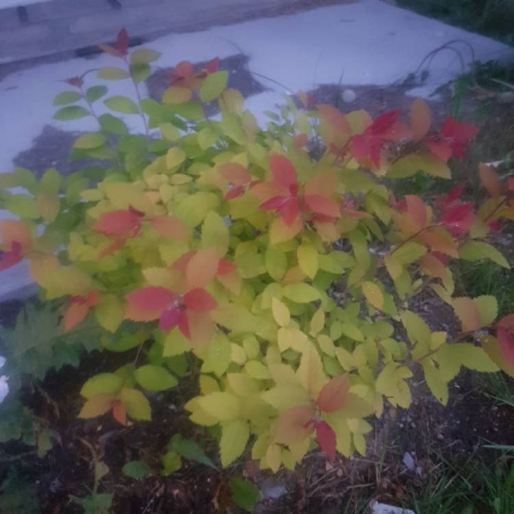 Plant image Spiraea japonica 'Double Play Artisan'