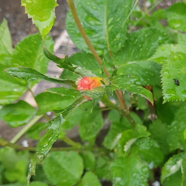 plant image 716578 plant image 716578
