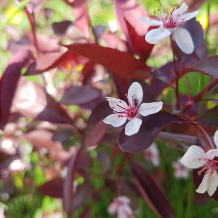 Plant image Prunus x cistena