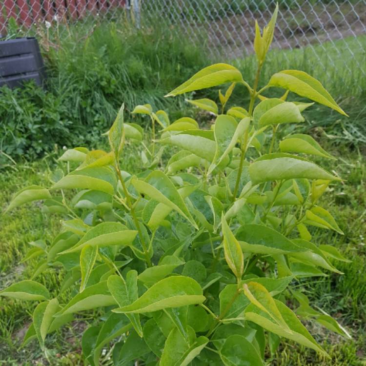 Plant image Syringa vulgaris 'Krasavitsa Moskvy' syn. Syringa vulgaris 'Beauty Of Moscow'
