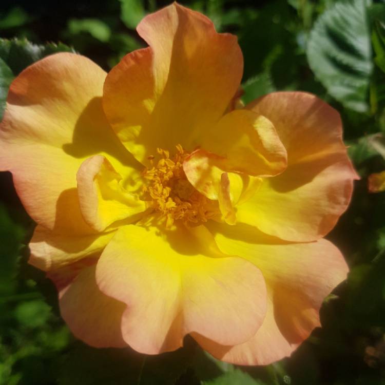 plant image 751266 plant image 751266