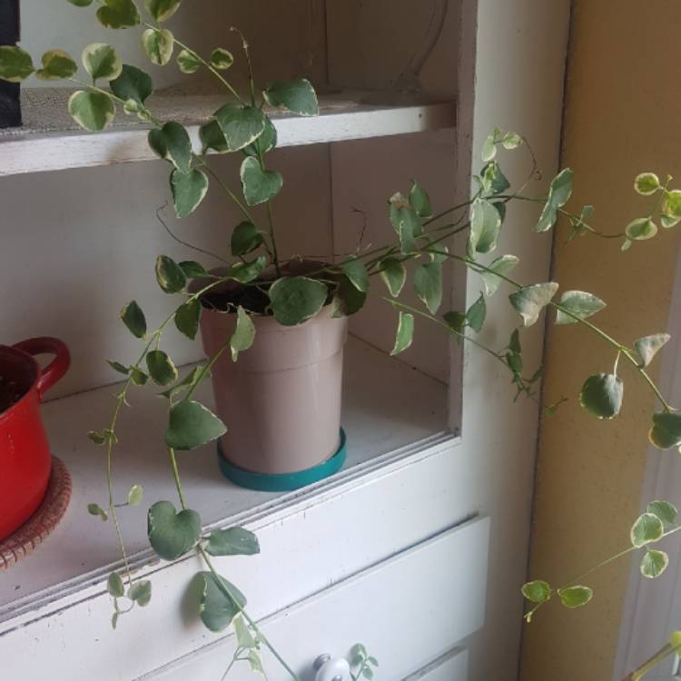plant image 873236