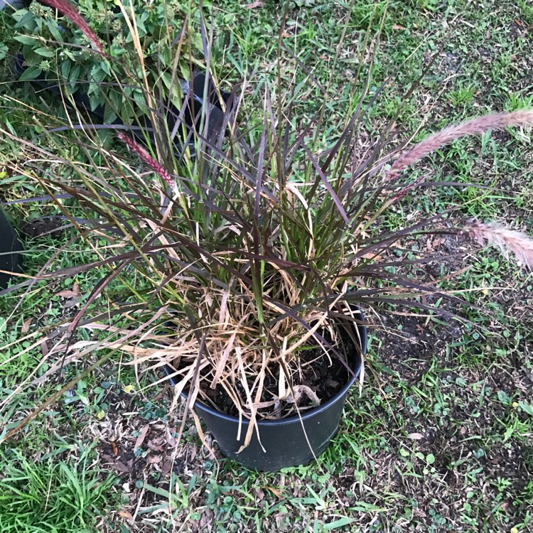 Plant image Pennisetum