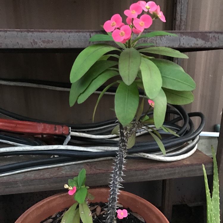 Plant image Euphorbia Milii 'Giant Thai Red'
