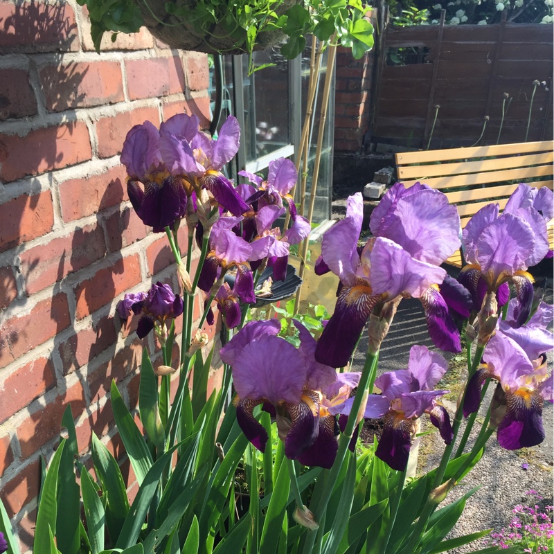 Plant image Iris x germanica 'Caribbean Dream'
