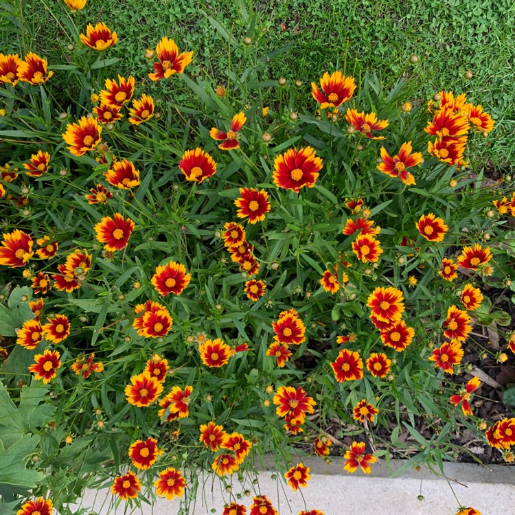 plant image 1146473
