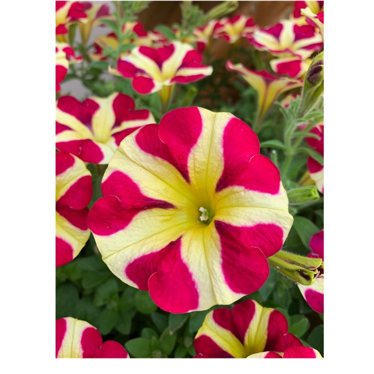 Plant image Petunia 'Heart breaker'