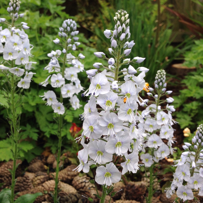 Plant image Veronica gentianoides 'Tissington White'