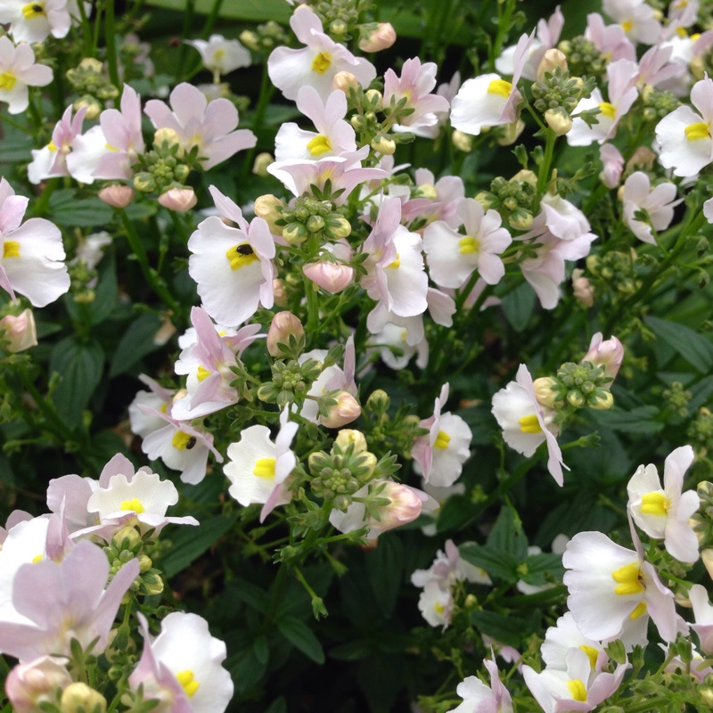 Nemesia 'Vanilla Lady'