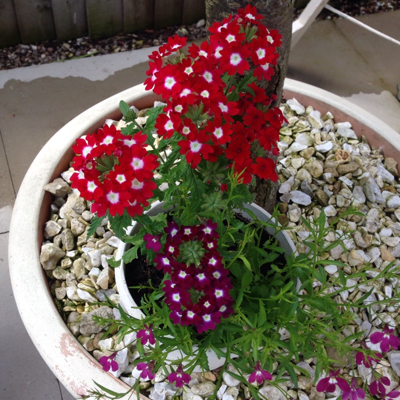 plant image 159071
