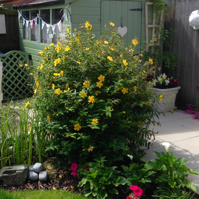 Plant image Hypericum x moserianum 'Little Misstery'