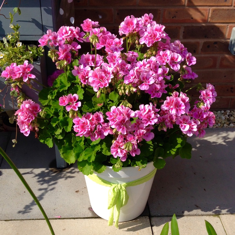 Plant image Pelargonium 'Pinktastic'