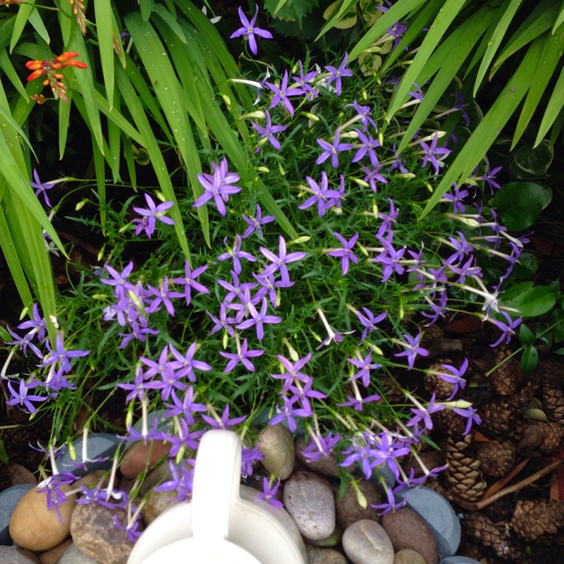 Plant image Lobelia pendunculata syn. Isotoma fluviatilis, Laurentia fluviatilis, Lobelia fluviatilis, Pratia puberula