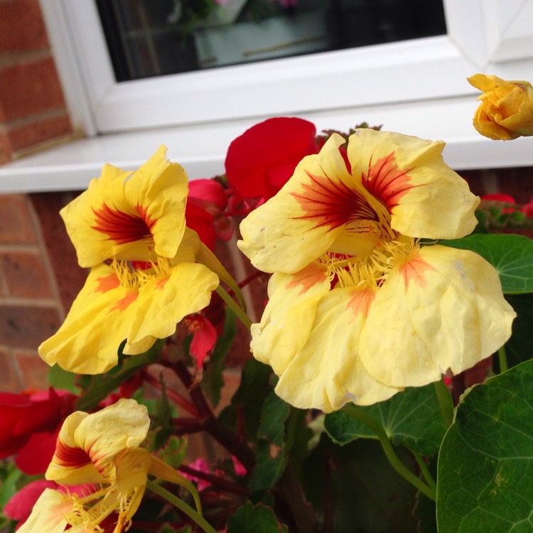 plant image 215562