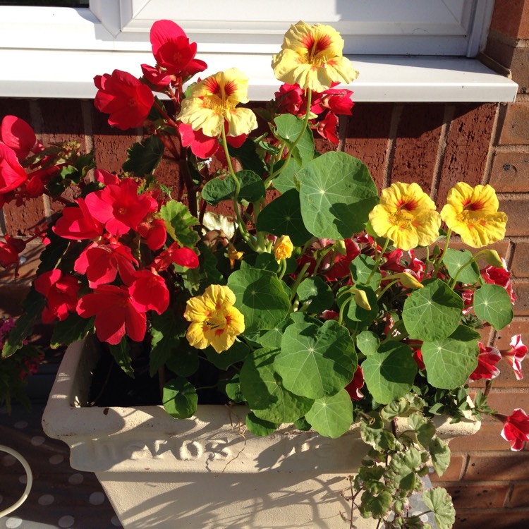 plant image 217034