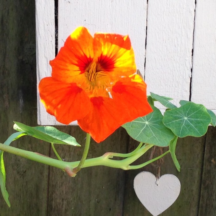 plant image 217035
