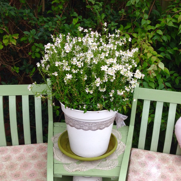 plant image 218234