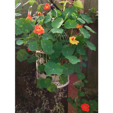 Tropaeolum majus