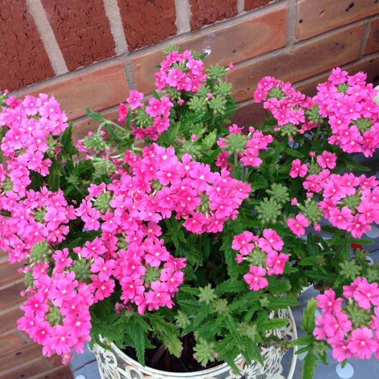 Plant image Verbena