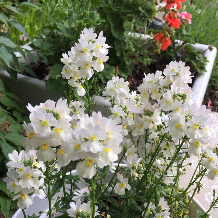 Plant image Nemesia 'Vanilla Lady'