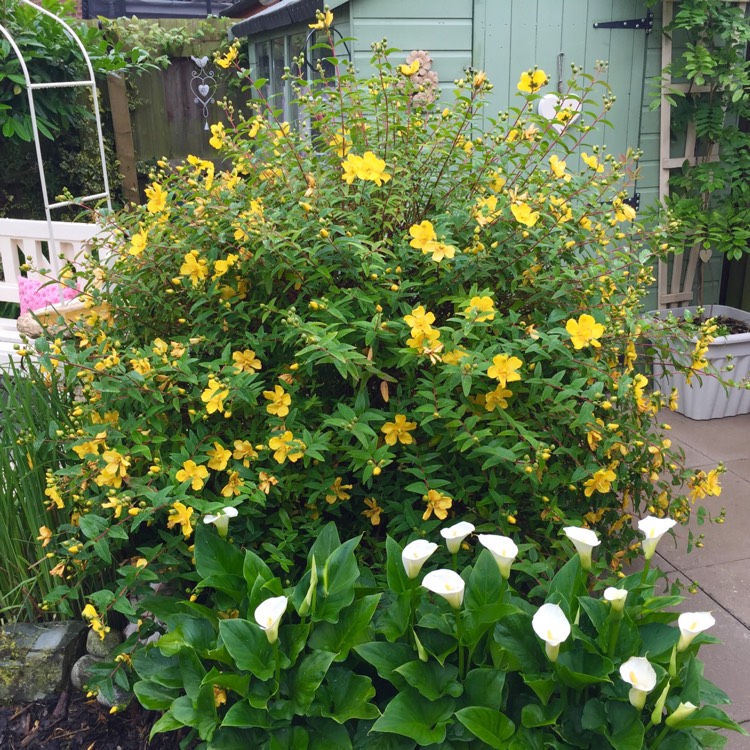 Plant image Hypericum x moserianum 'Little Misstery'