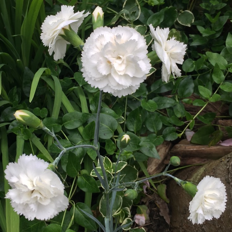 Plant image Dianthus Sunflor® 'White Surprise'