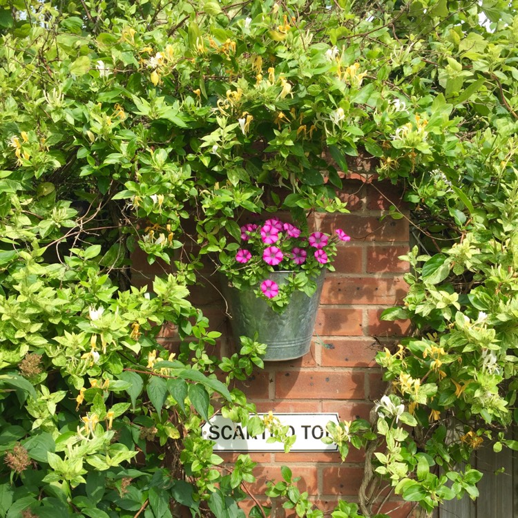 plant image 463926