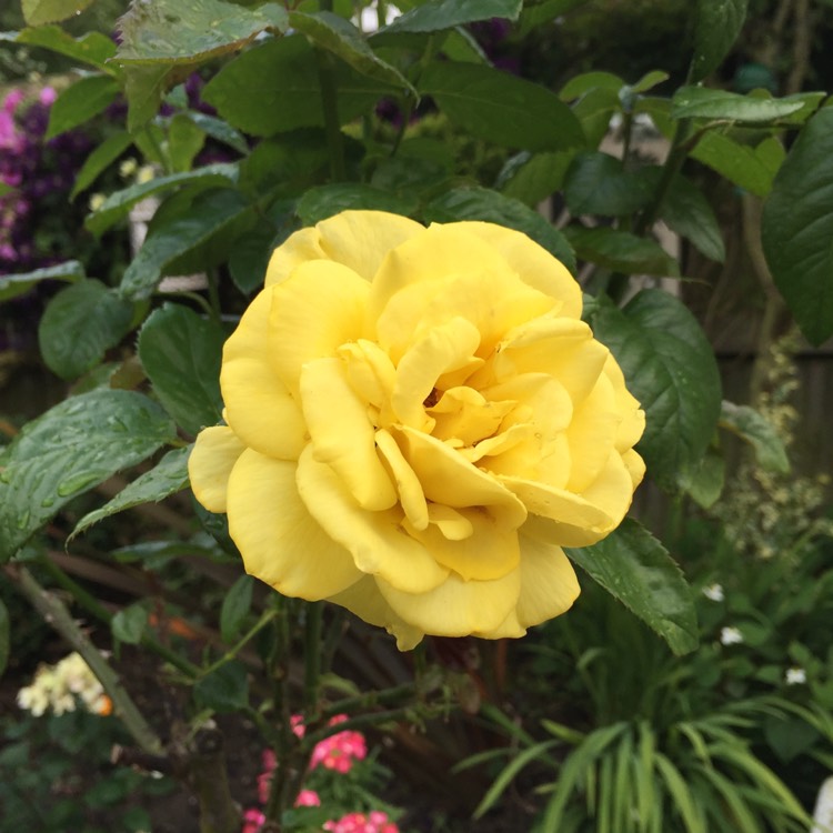 Plant image Rosa 'Golden Wedding'