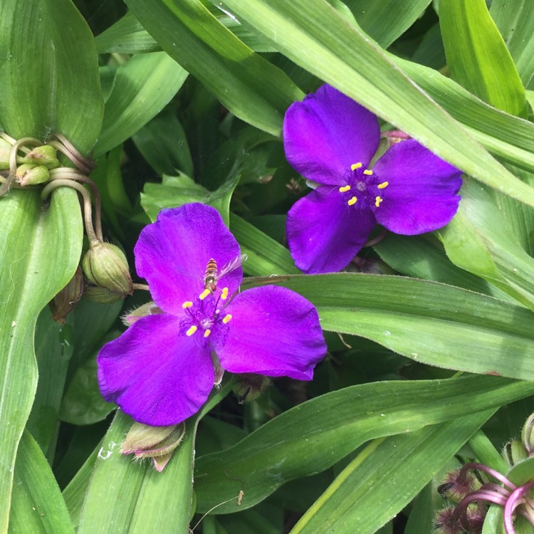 Plant image Tradescantia virginiana