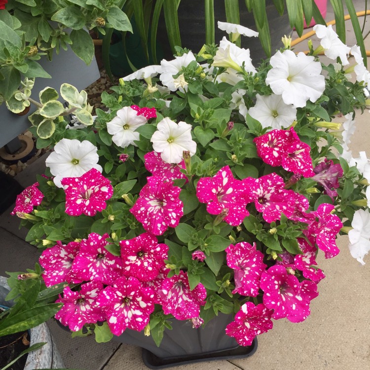 Plant image Petunia 'Kleph17342' syn. Petunia 'Pink Sky', Petunia 'BabyDoll', Petunia 'Headliner Pink Sky'