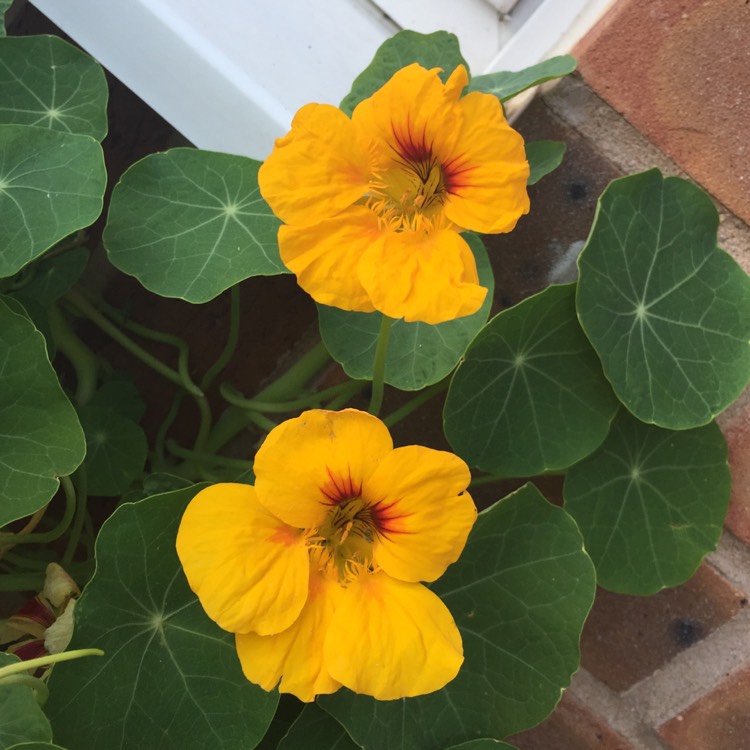 plant image 520653