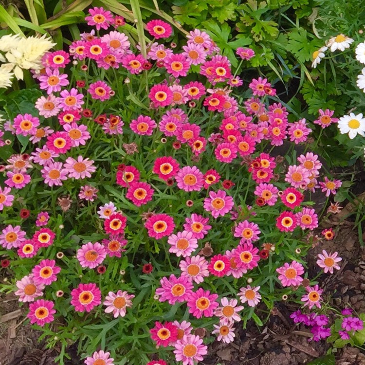 plant image 523433