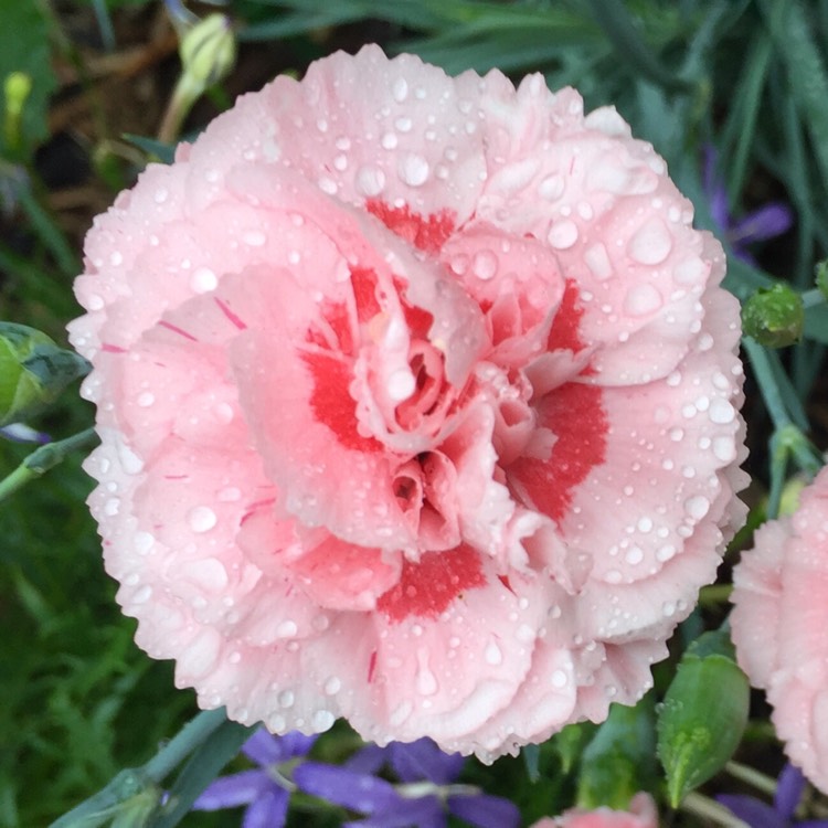 plant image 536809