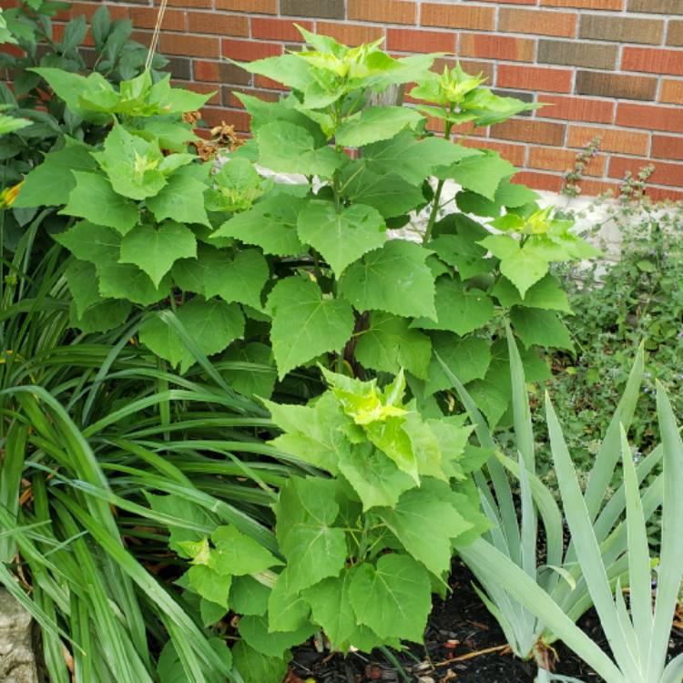 Plant image Hibiscus moscheutos 'Kopper King'