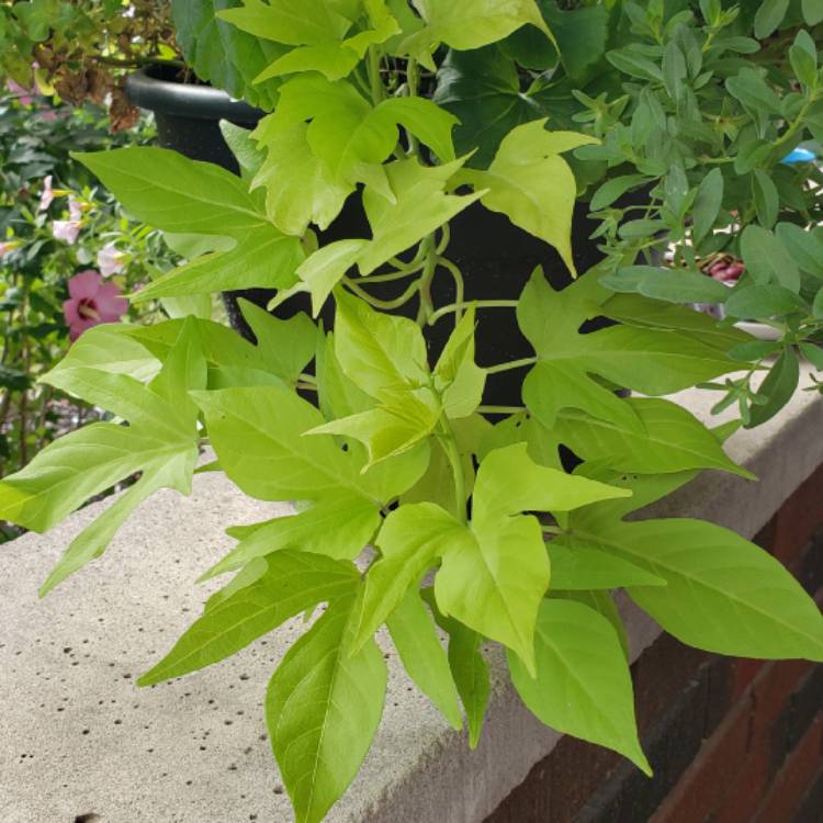 Plant image Ipomoea Batatas 'Sweet Caroline Green'