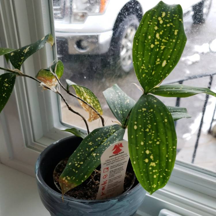 plant image 1431444