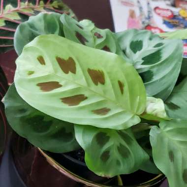 Prayer Plant