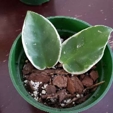 Hoya 'Krimson Queen'