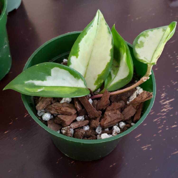 plant image 1442672