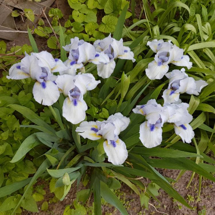 Plant image Iris x germanica 'Forever Blue'