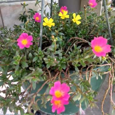 Portulaca oleracea 'Sun Jewels'