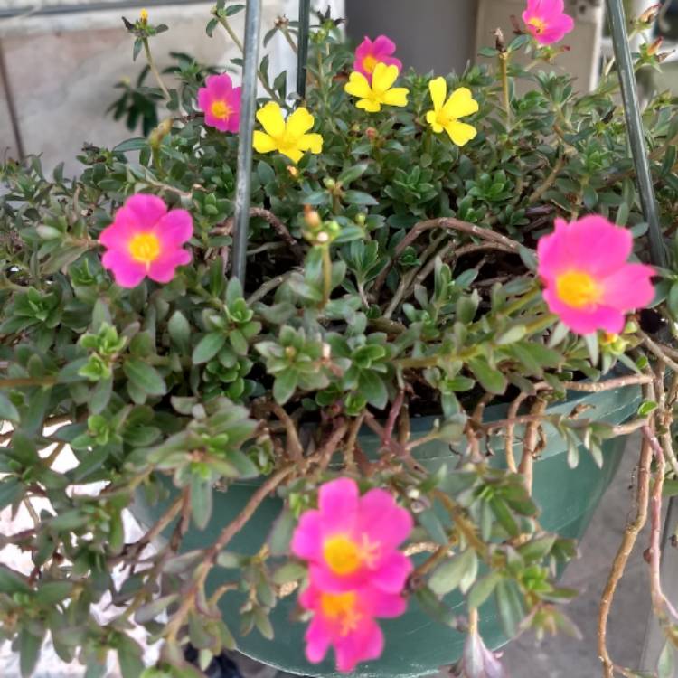 Plant image Portulaca oleracea 'Sun Jewels'