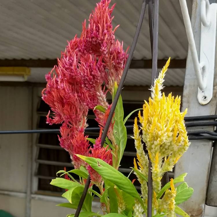 Plant image Celosia argentea plumosa