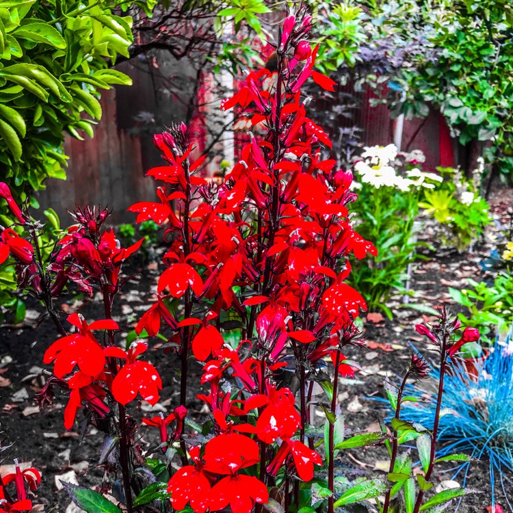 Plant image Lobelia x speciosa 'Starship Scarlet'